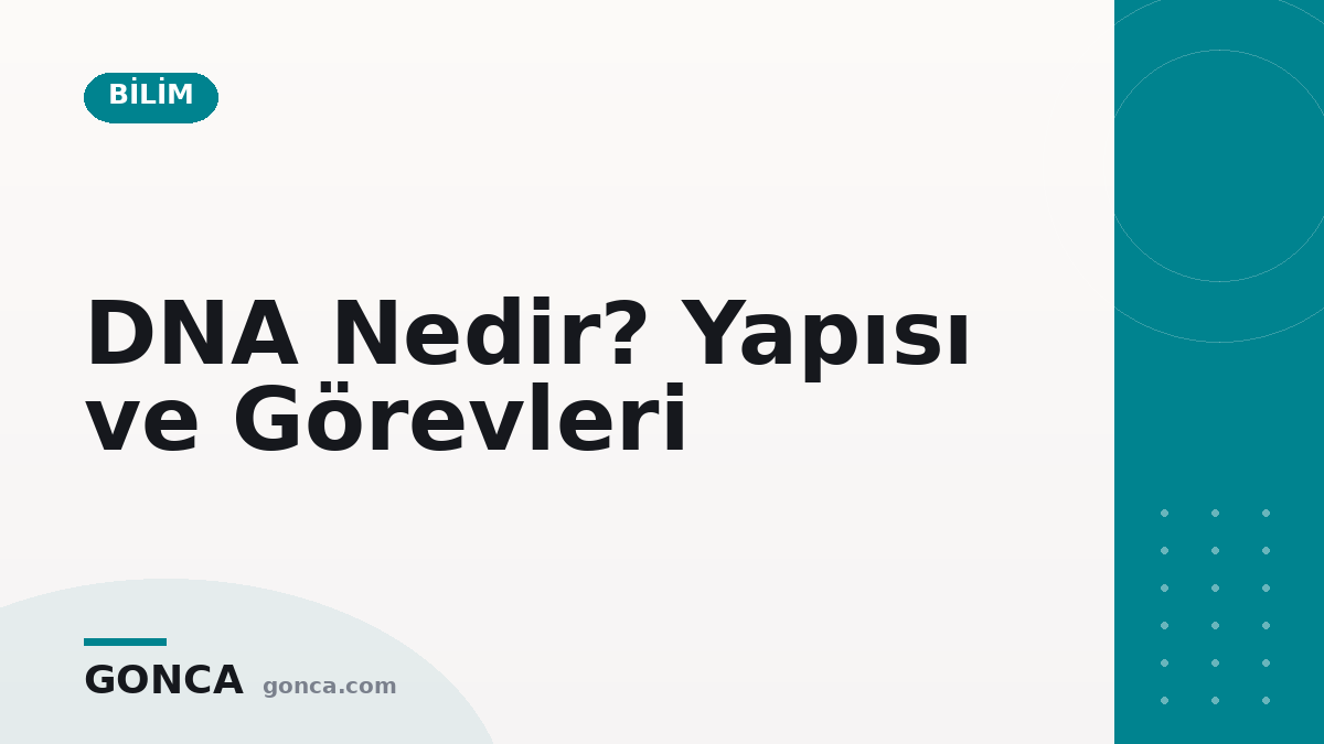 DNA Nedir? Yapısı ve Görevleri