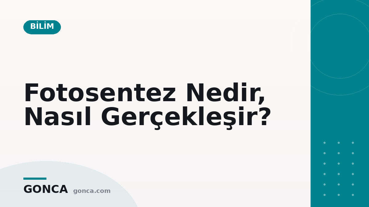 Fotosentez Nedir, Nasıl Gerçekleşir?