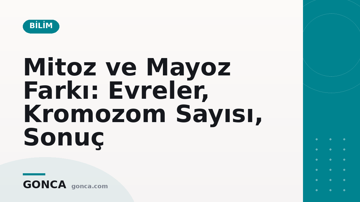 Mitoz ve Mayoz Farkı: Evreler, Kromozom Sayısı, Sonuç