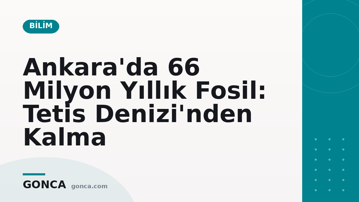 Ankara'da 66 Milyon Yıllık Fosil: Tetis Denizi'nden Kalma
