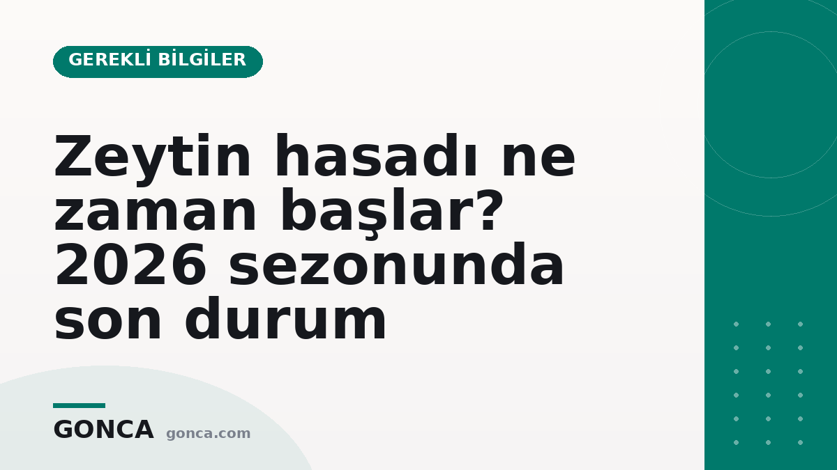 Zeytin hasadı ne zaman başlar? 2026 sezonunda son durum